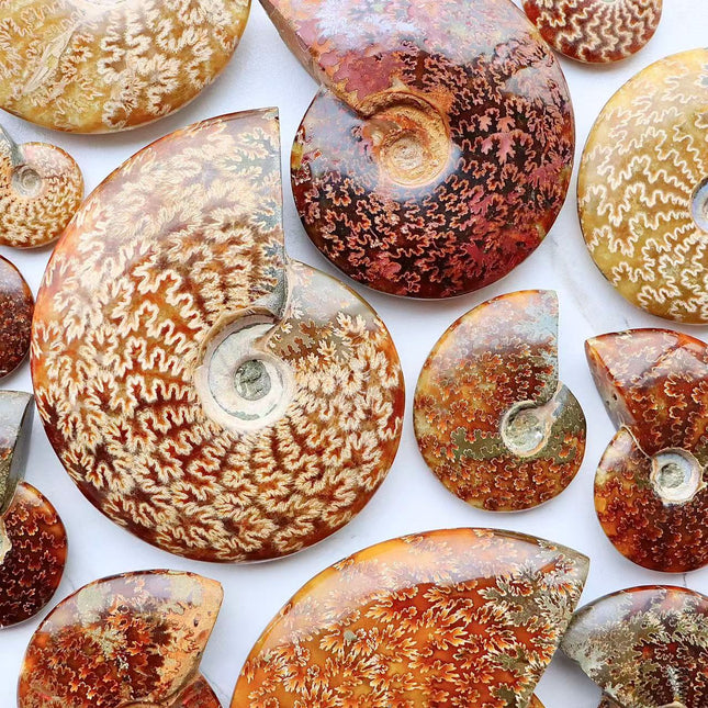 Ammonite specimen