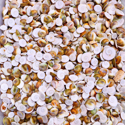 Shiva Eye Shell chips