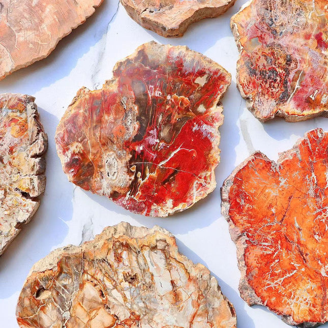 Petrified Wood slab coaster